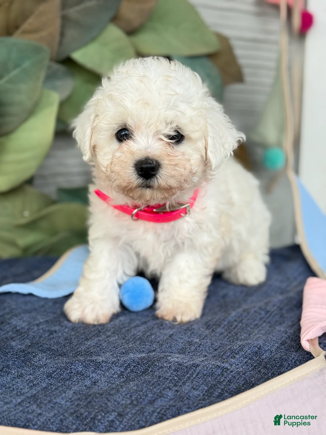 Bichon Frise dogs for sale: Eden - Ad 1