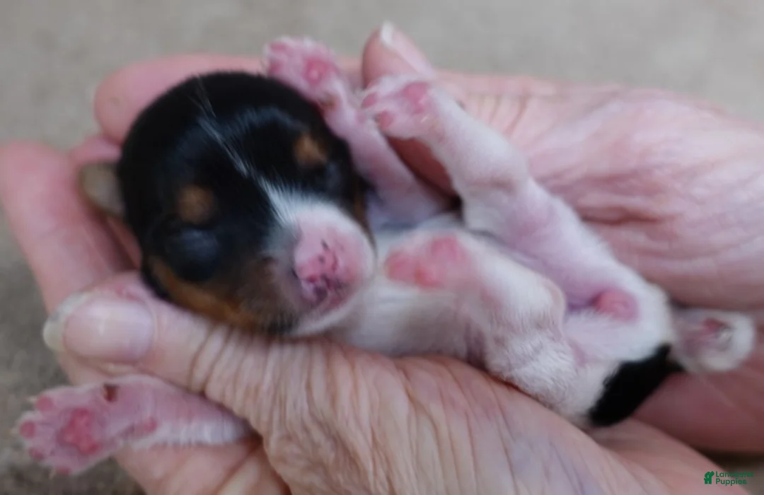 Yorkshire Terrier dogs for sale: Holly - Ad 7