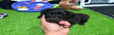El