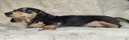 Miniature Dachshund dogs for sale: Miniature Dachshund Male - Ad 4