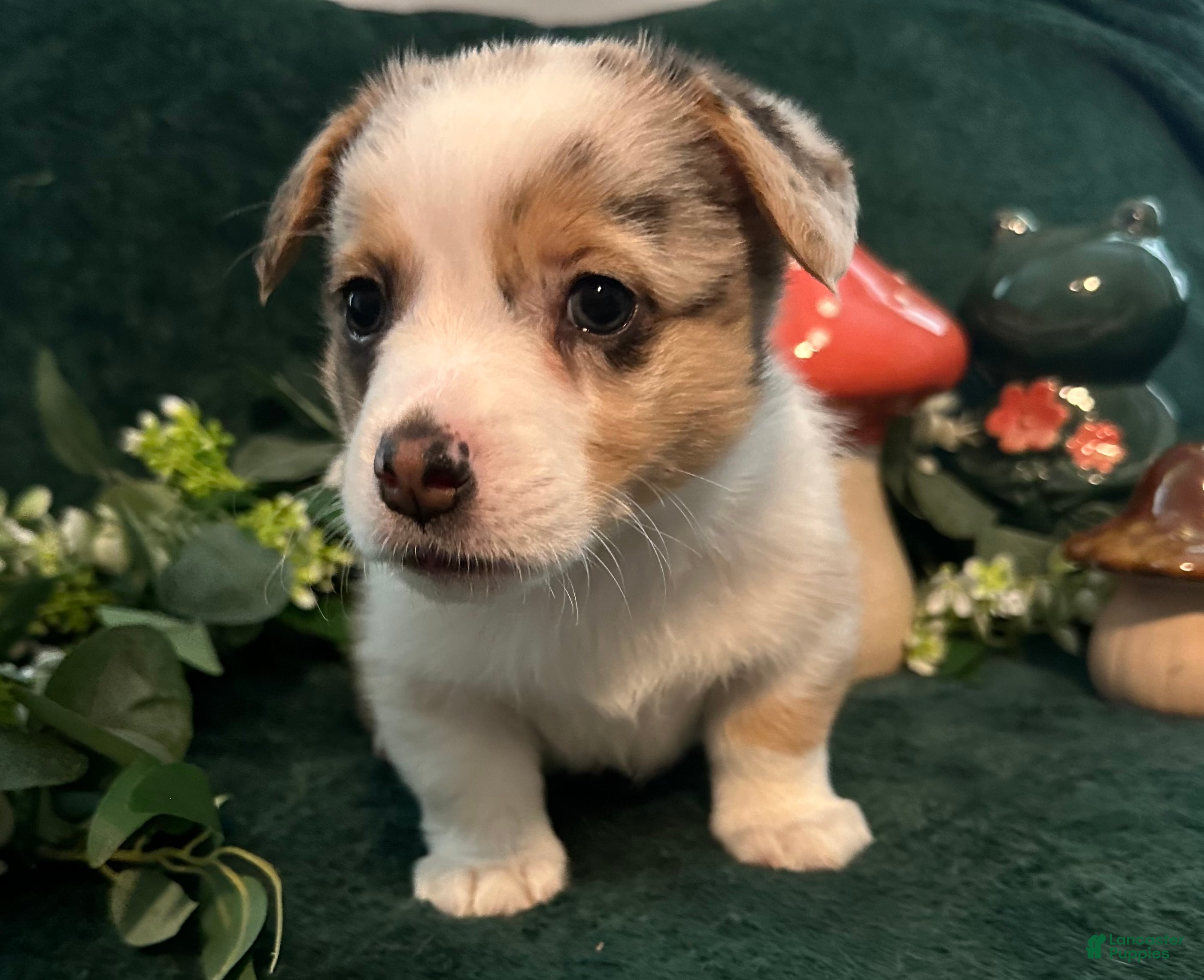 Welsh Corgi Pembroke dogs Bacardi  - Ad 9