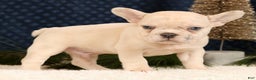 French Bulldog dogs for sale: Jasper - Ad 3