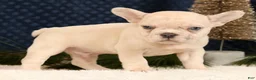 French Bulldog dogs for sale: Jasper - Ad 3