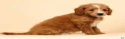 Mini Goldendoodle dogs for sale: Mason - Ad 5