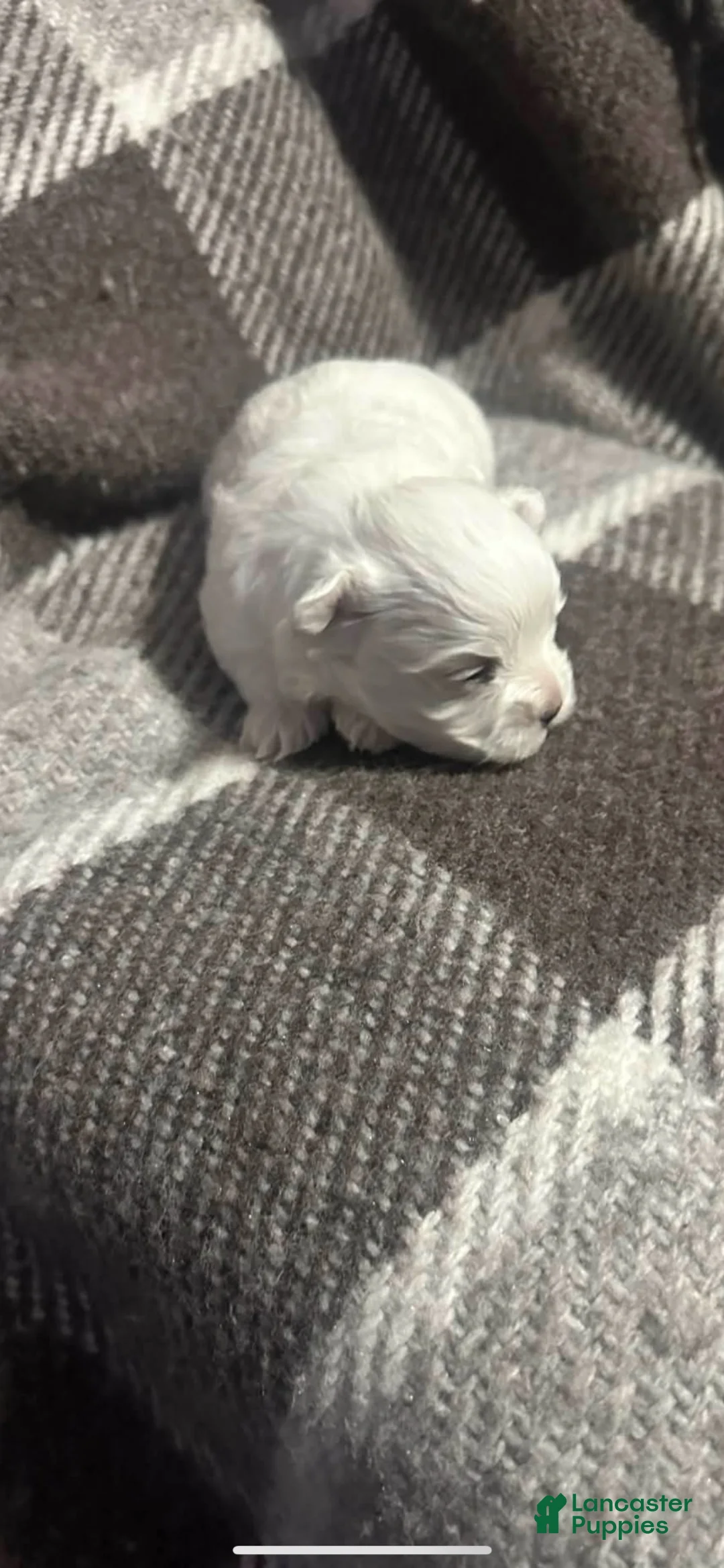 Maltese dogs for sale: Maltese 1 - Ad 2