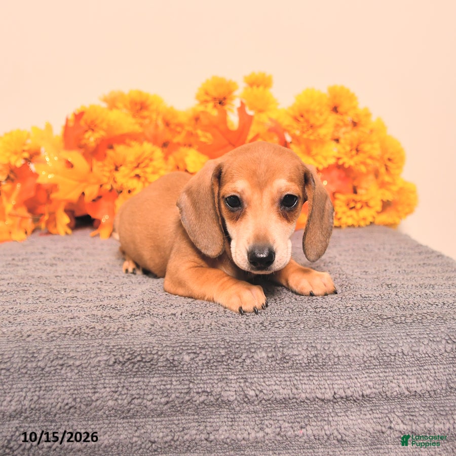 Miniature Dachshund dogs for sale: Roscoe - Ad 1