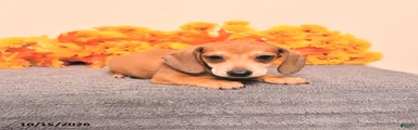 Roscoe