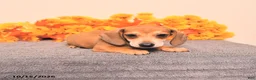 Miniature Dachshund dogs for sale: Roscoe - Ad 1