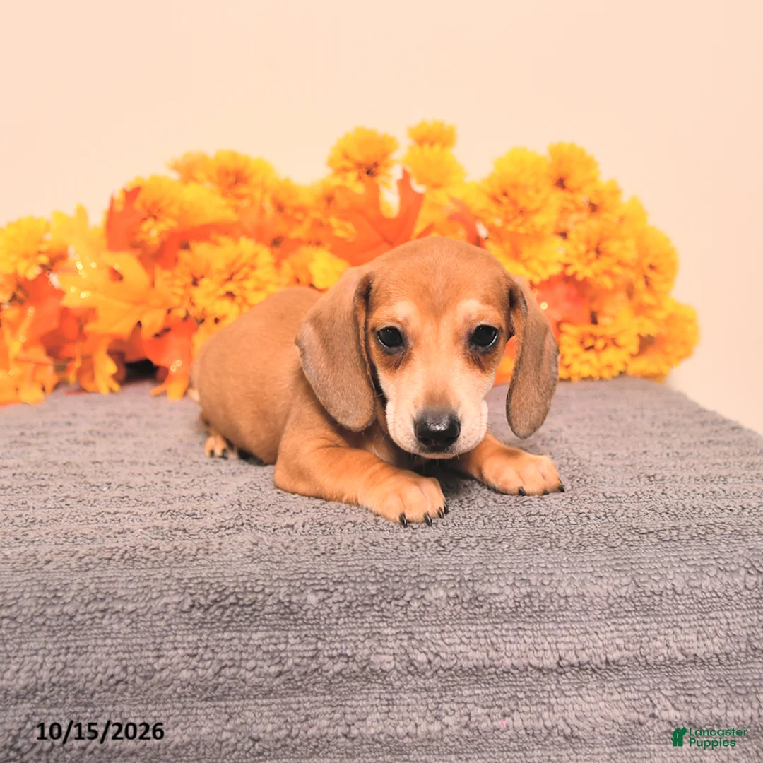 Miniature Dachshund dogs for sale: Roscoe - Ad 1