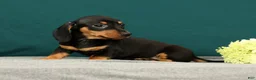 Miniature Dachshund dogs for sale: Pablo - Ad 2
