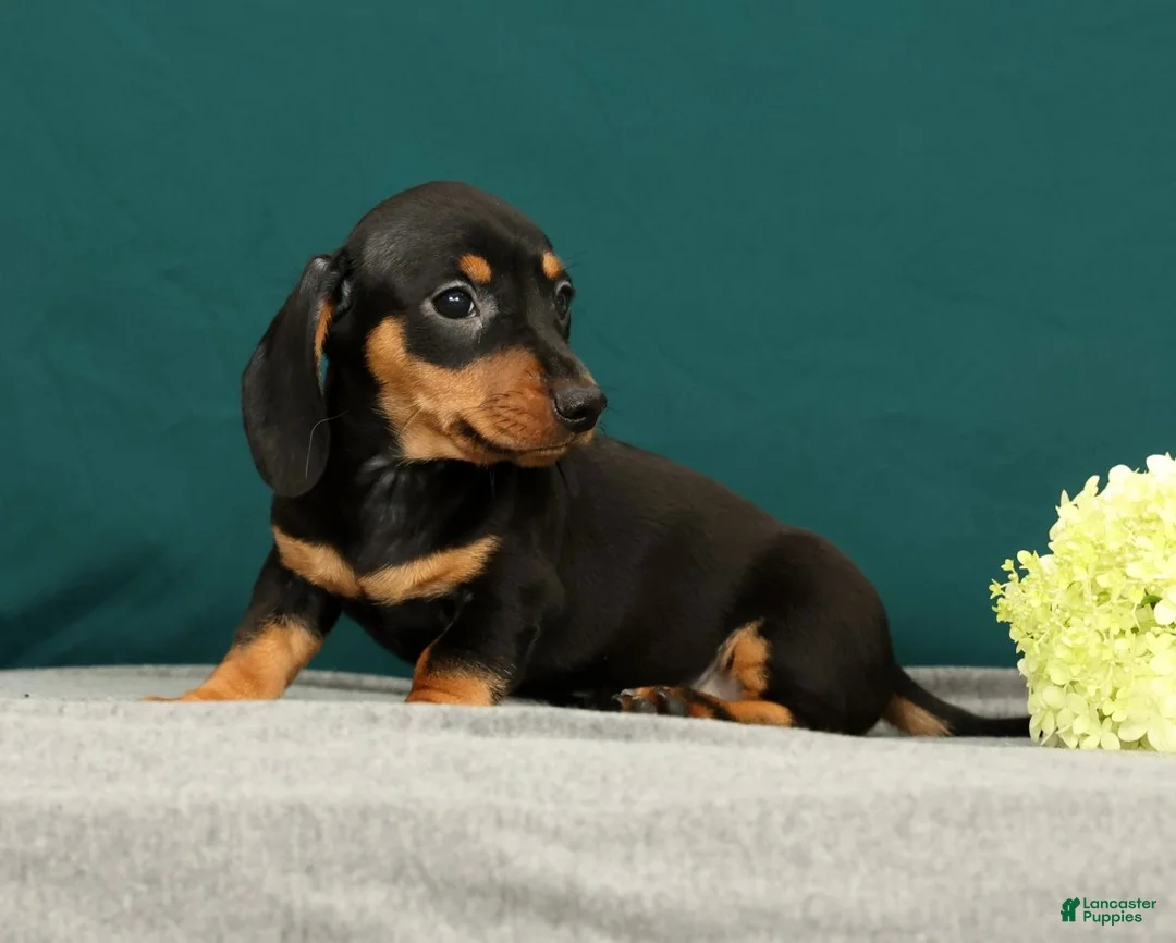 Miniature Dachshund dogs for sale: Pablo - Ad 2