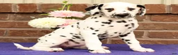 Dalmatian dogs for sale: Hannah - Ad 3