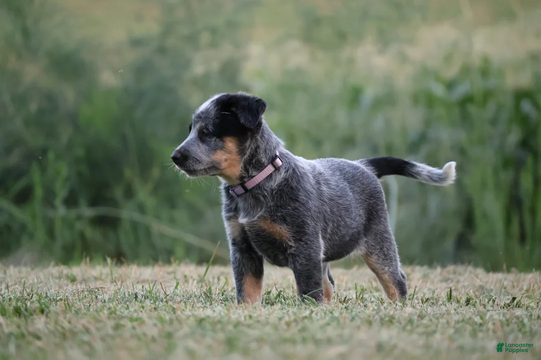Australian Cattle Dog dogs for sale: Abby - Ad 2