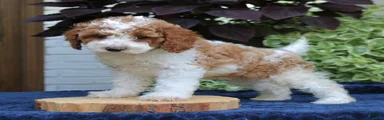 Bailey 