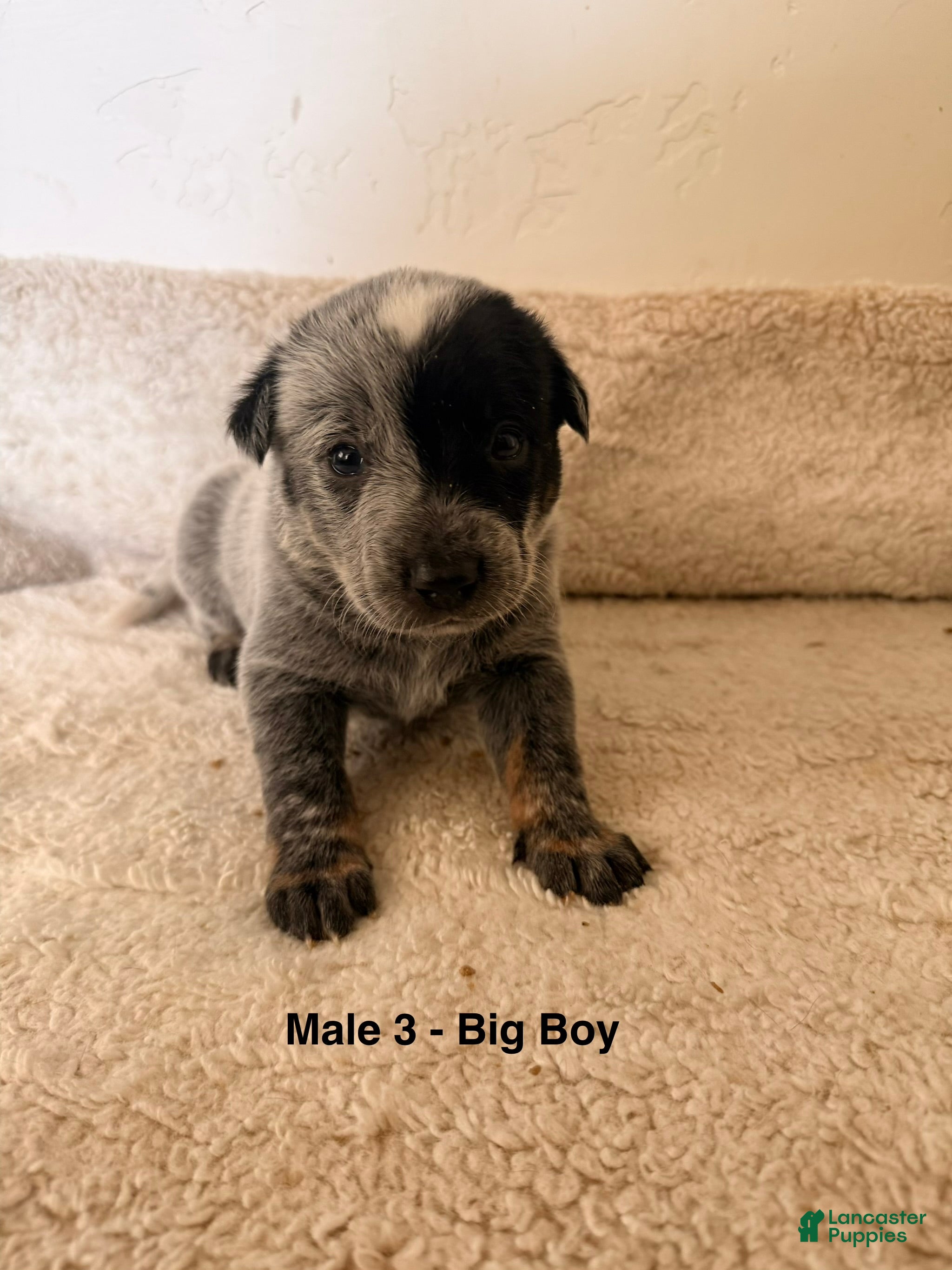 Australian Cattle Dog dogs Australian Cattle Dog 3 - Ad 6