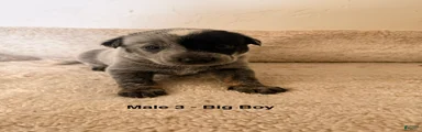 Australian Cattle Dog 3