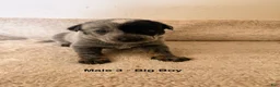 Australian Cattle Dog dogs for sale: Australian Cattle Dog 3 - Ad 1