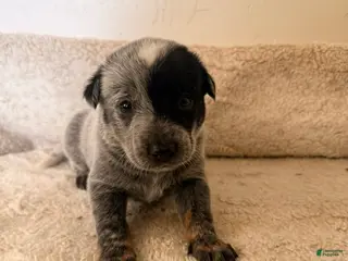 Australian Cattle Dog dogs Australian Cattle Dog 3 - Ad 6