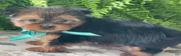 Yorkshire Terrier dogs for sale: Sushi - Ad 4