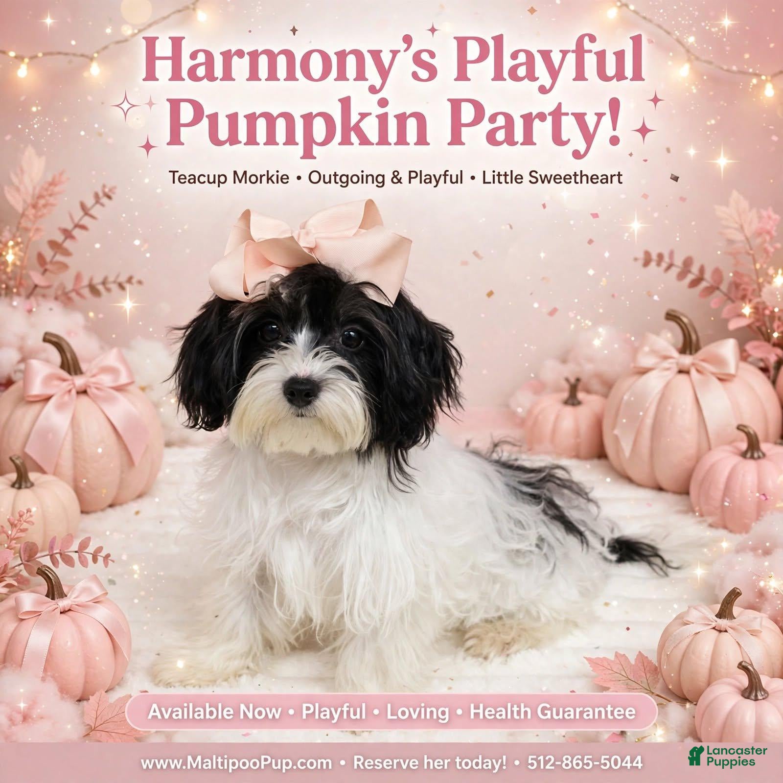 Morkie dogs Harmony - Ad 11