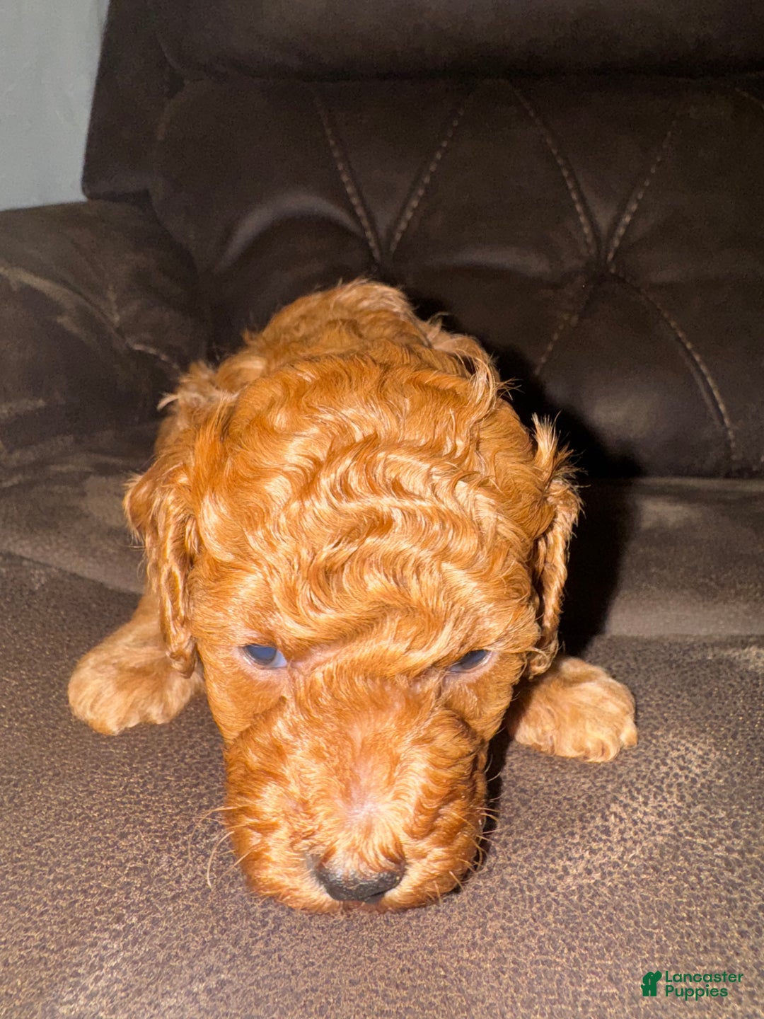 Miniature Poodle dogs for sale: Miniature Poodle Theo - Ad 2