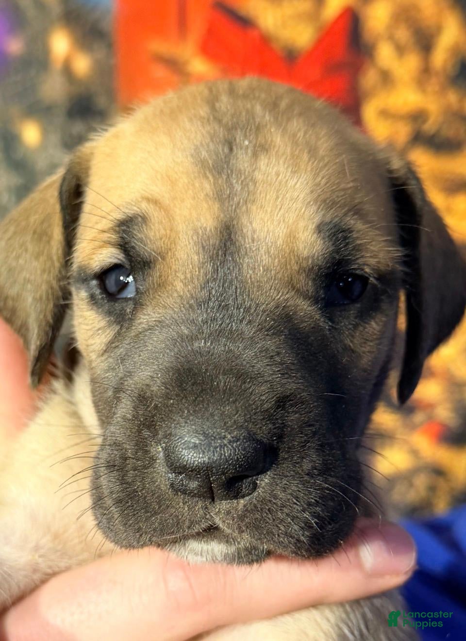 Great Dane dogs Virginia - Dark Fawn - Ad 19