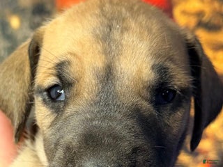 Great Dane dogs Virginia - Dark Fawn - Ad 41