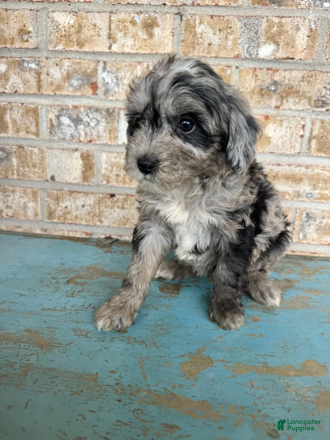 Mixed Breed dogs for sale: Sydney - Ad 2