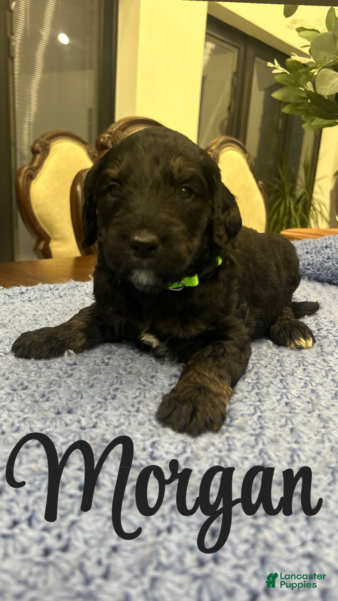 Goldendoodle dogs Morgan - Ad 1