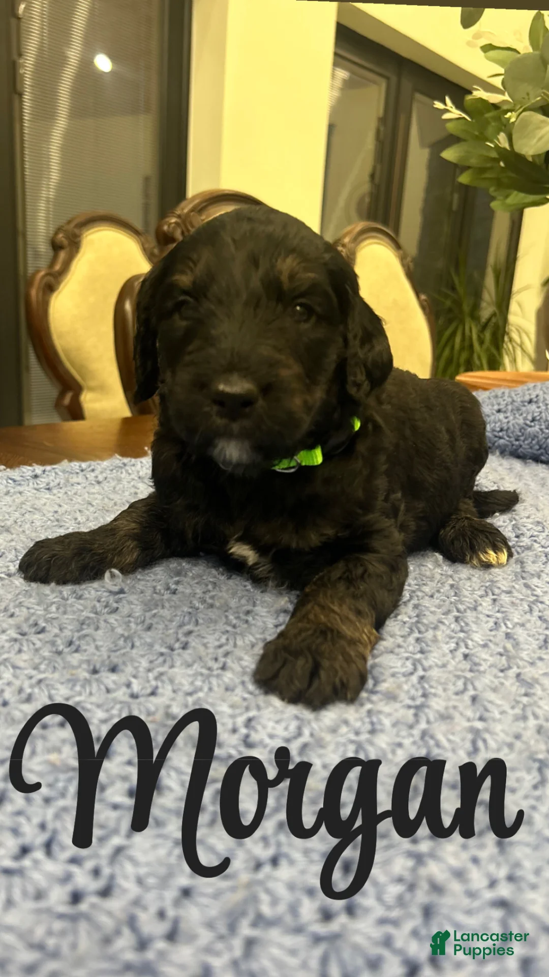 Goldendoodle dogs for sale: Morgan - Ad 1