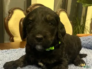 Goldendoodle dogs for sale: Morgan - Ad 3