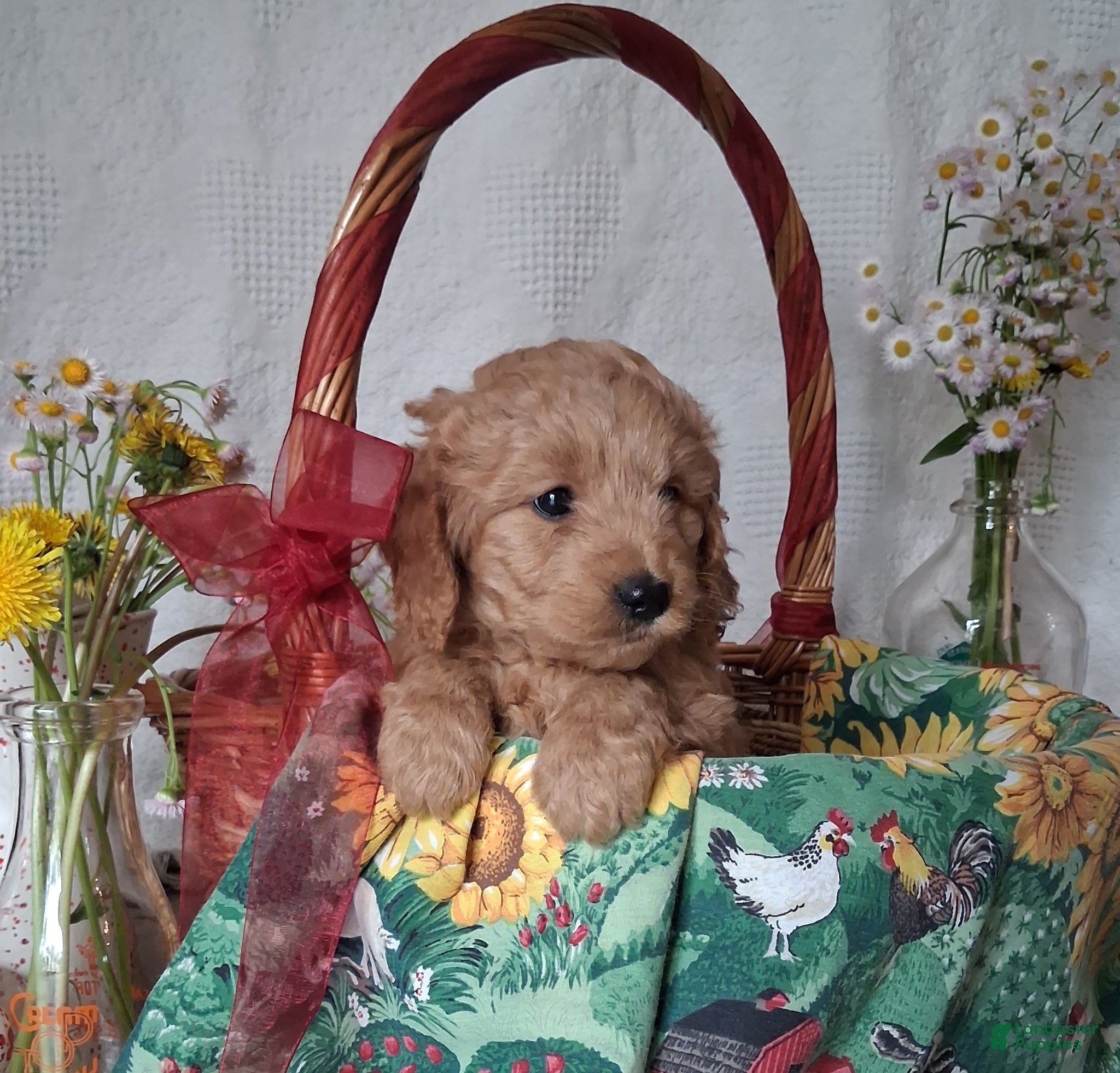 Mini Goldendoodle dogs Skya - Ad 2