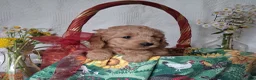 Mini Goldendoodle dogs for sale: Skya - Ad 2