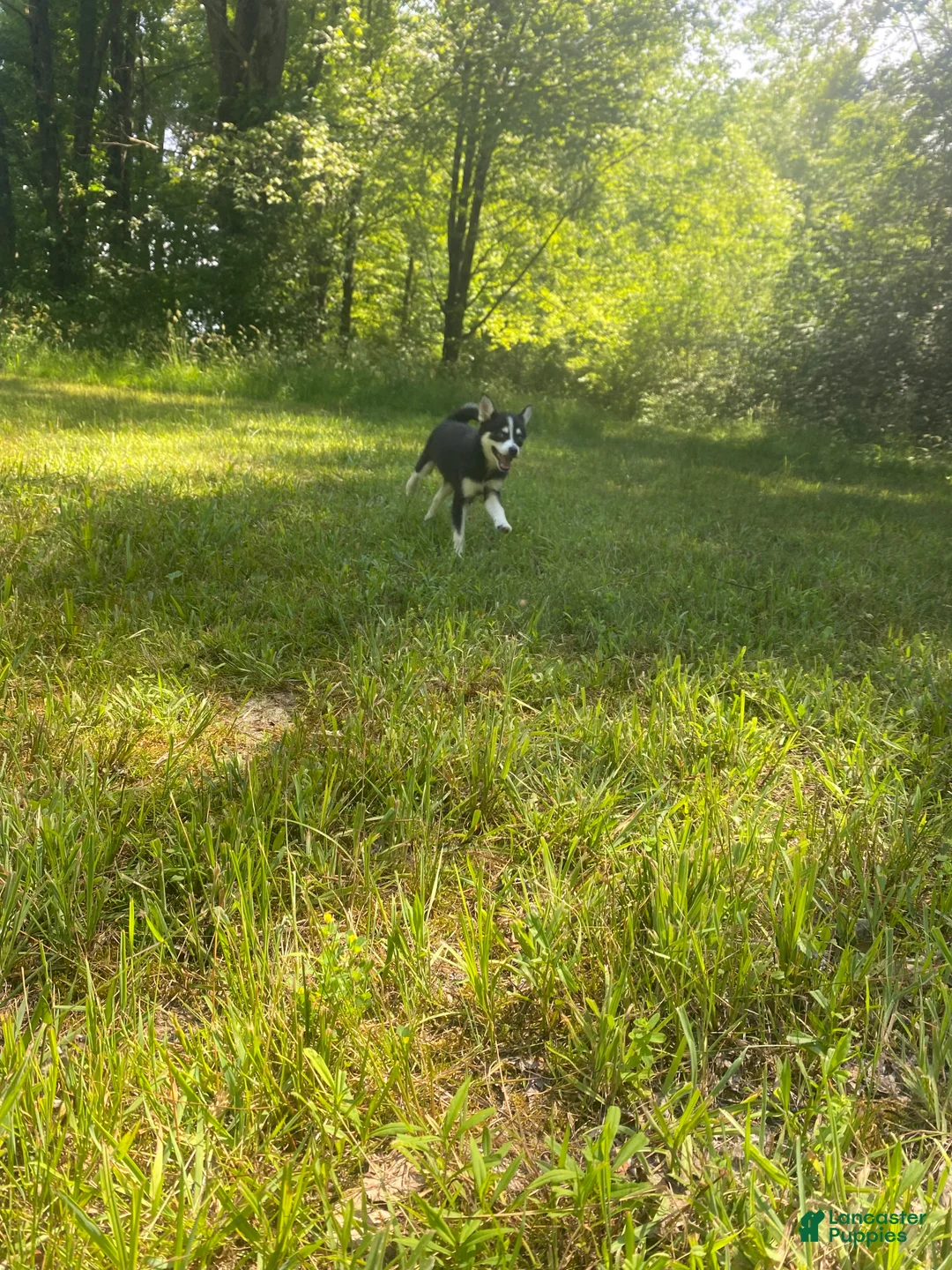 Pomsky dogs for sale: Nemo - Ad 4