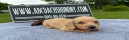Miniature Dachshund dogs for sale: South African AKC Carrie’s Choc CR - Ad 5