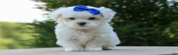 Maltese dogs for sale: OREO - Ad 7