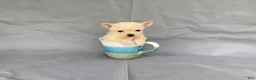 Chihuahua dogs for sale: Milo - Ad 3