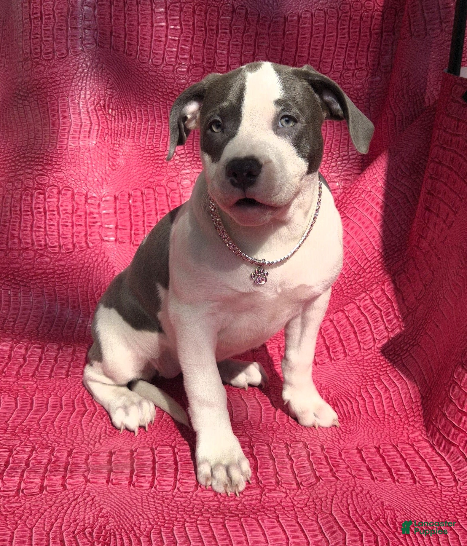 American Bully dogs MEG THA STALLION - Ad 8