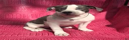 American Bully dogs for sale: MEG THA STALLION - Ad 10