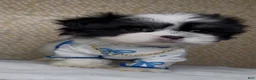 Malshi dogs for sale: Zorro - Ad 6