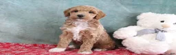 Mini Goldendoodle dogs for sale: Spike - Ad 2