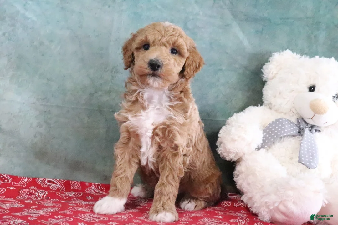 Mini Goldendoodle dogs for sale: Spike - Ad 2