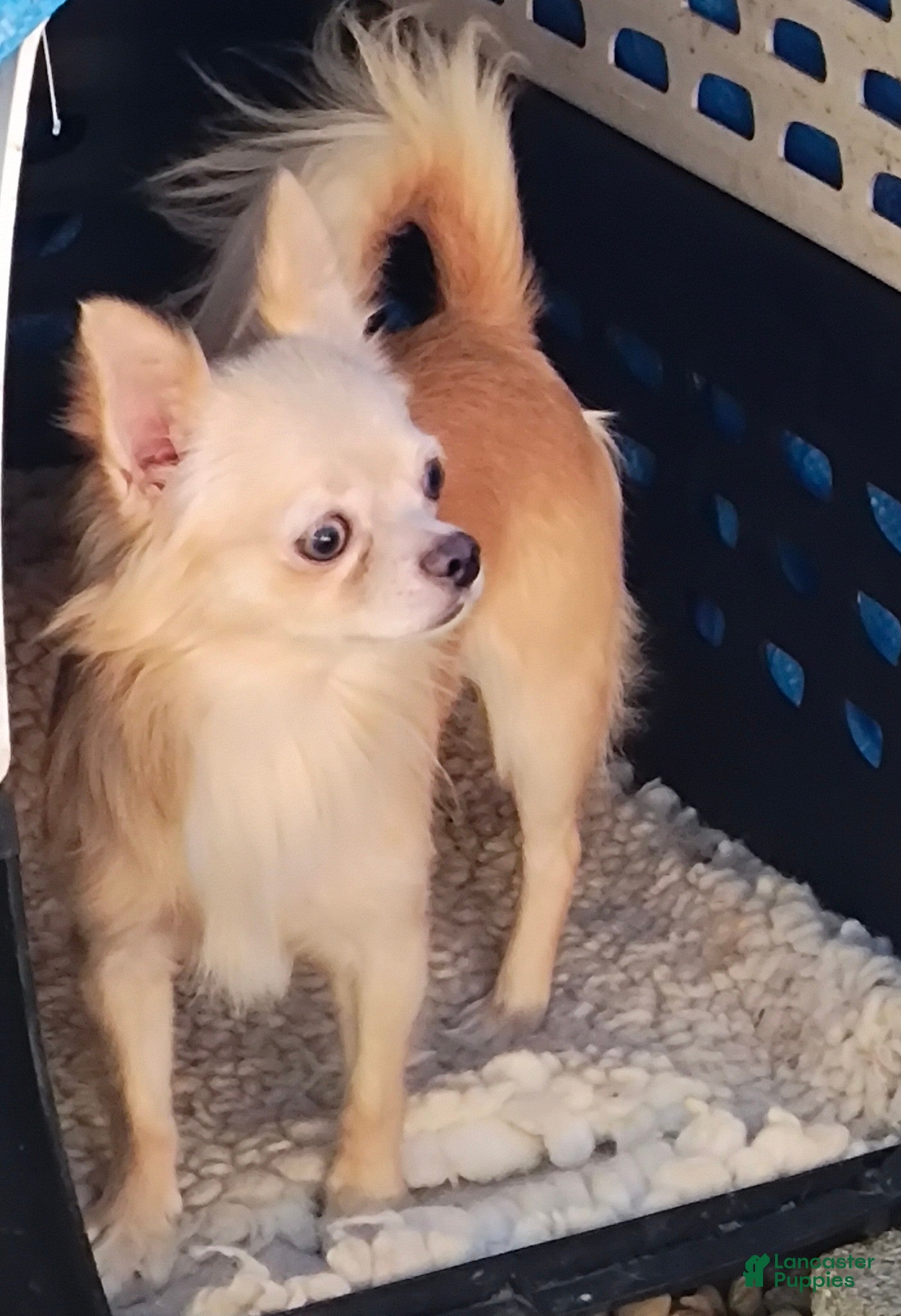 Chihuahua dogs for sale: Chico  - Ad 37