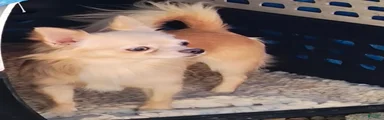 Chico 
