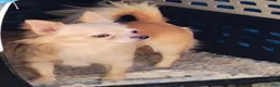 Chihuahua dogs for sale: Chico  - Ad 1