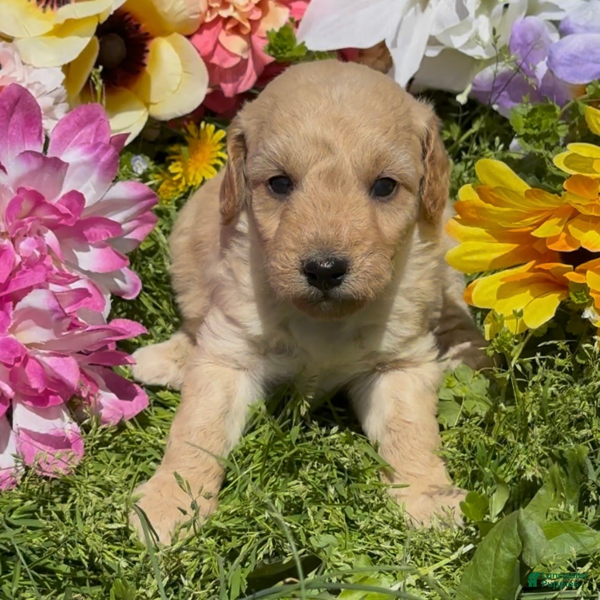Mini Goldendoodle dogs Bud - Ad 2