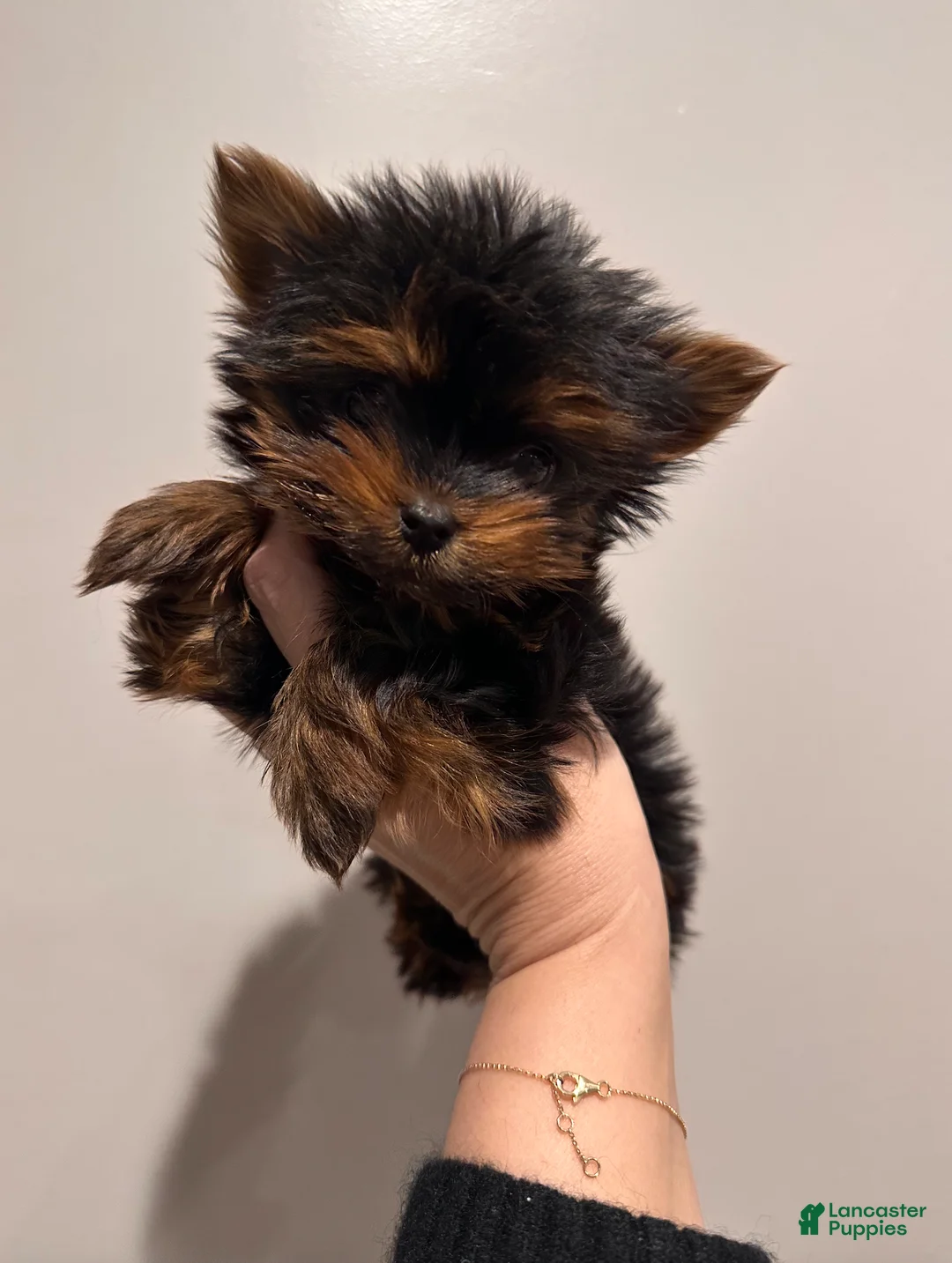 Yorkshire Terrier dogs for sale: Jakey- TEACUP who is also Potty and Crate Trained  - Ad 1