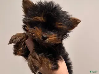Yorkshire Terrier dogs Jakey- POtty and Crate Trained - Ad 21
