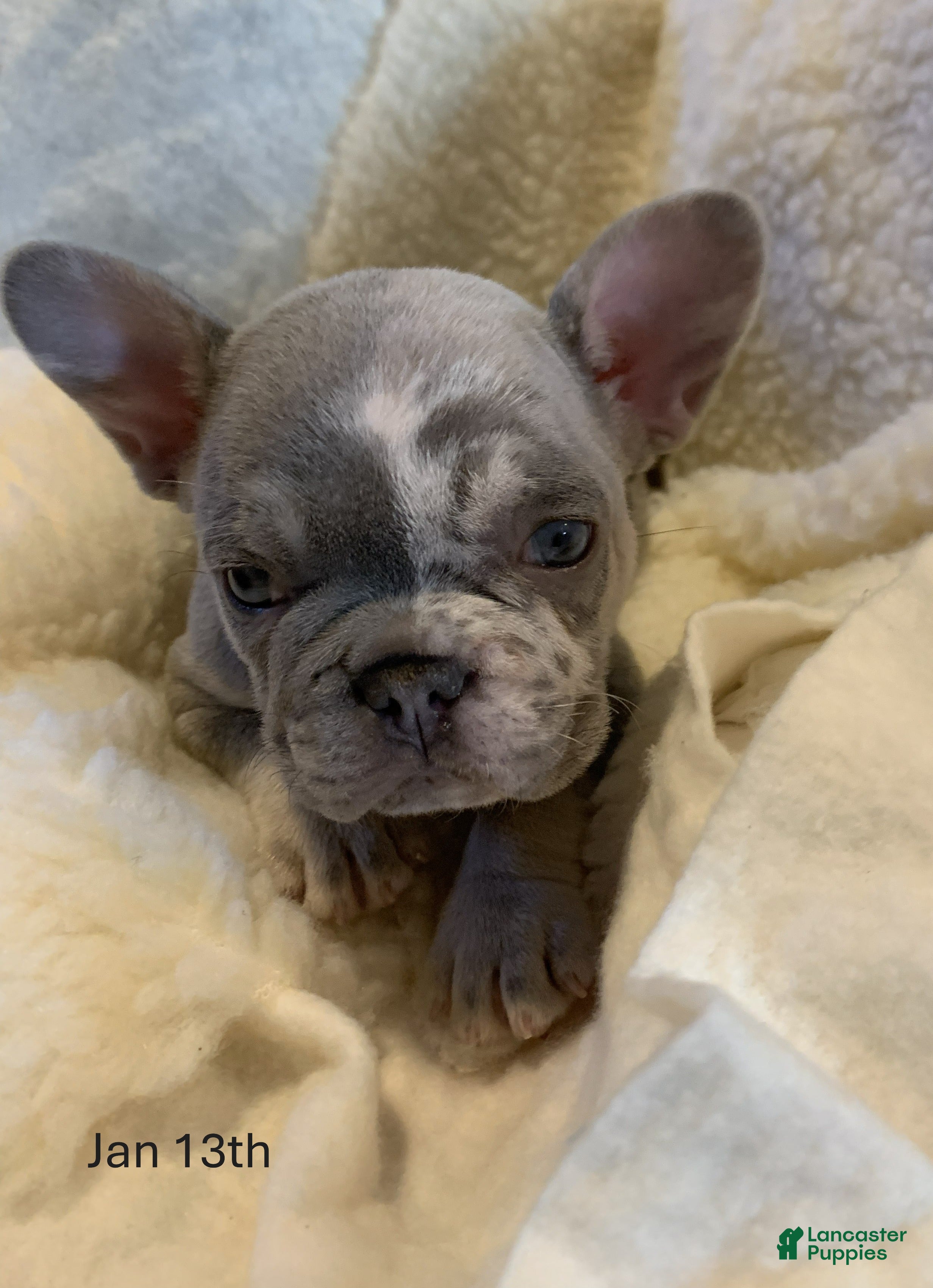 French Bulldog dogs Hazel - Ad 11