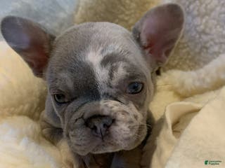French Bulldog dogs Hazel - Ad 9